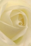 This evocative image draws you directly into the gentle heart of a cream-white rose, as if you could nestle among its petals in a quiet Dartford morning. The unfurling spiral invites you to imagine the softness of each petal-silky, almost ethereal-dappled with light and faint shadows that add subtle drama and depth. The palette of ivory, cream, and subtle gold glows under natural illumination, reminiscent of early sunlight streaming across Dartford's green spaces. The mood is peaceful and contemplative-the perfect backdrop for expressing sympathy, admiration, or marking new beginnings in the lives of those you care about locally. As a florist from Dartford, I see this rose as the embodiment of reverence-its understated, sweet scent and flawless presentation reflecting both artistry and genuine emotion behind every bespoke floral creation delivered with care throughout the area.